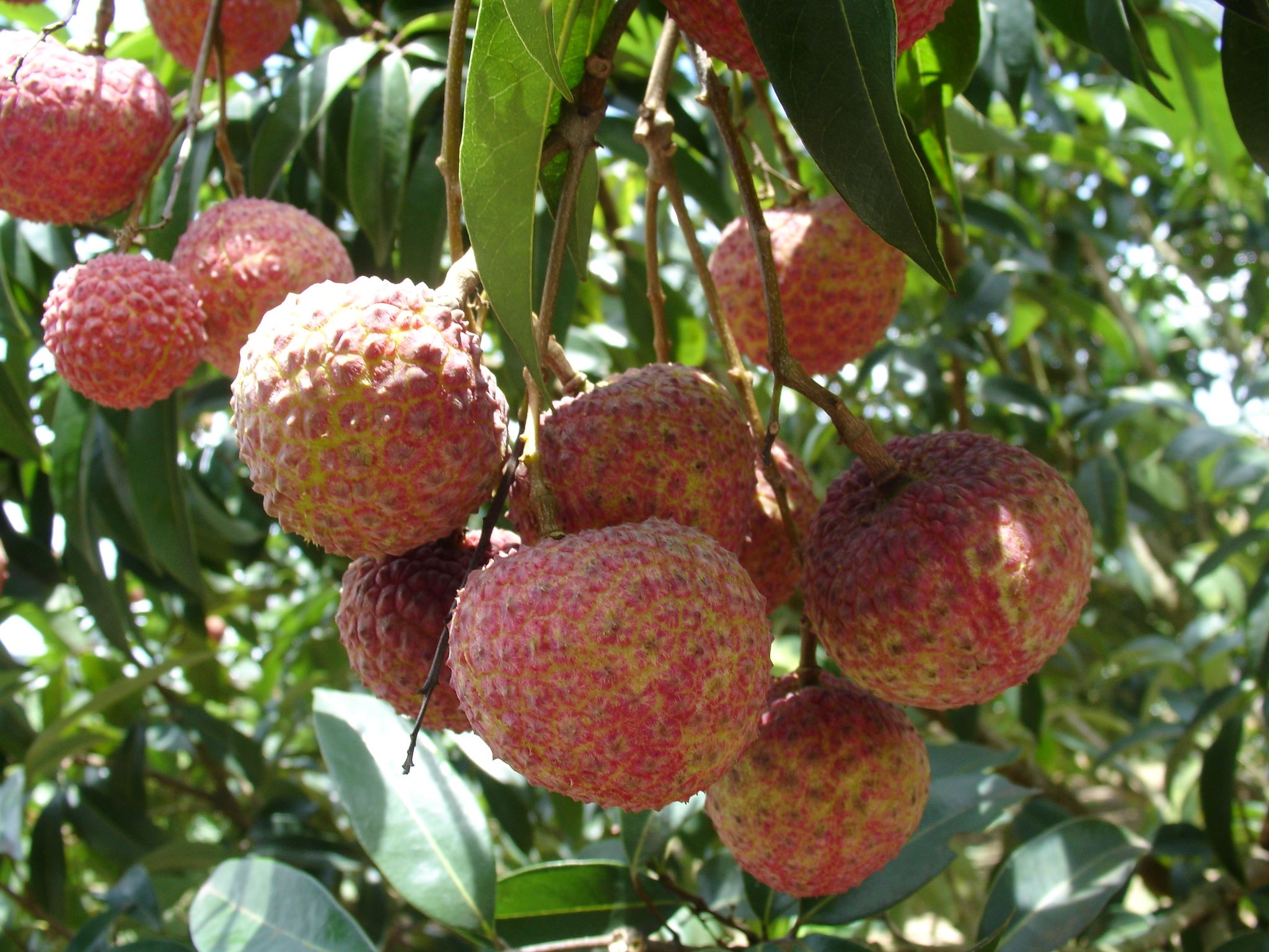 合浦雞嘴荔豐收在即 特色產業助力鄉村振興