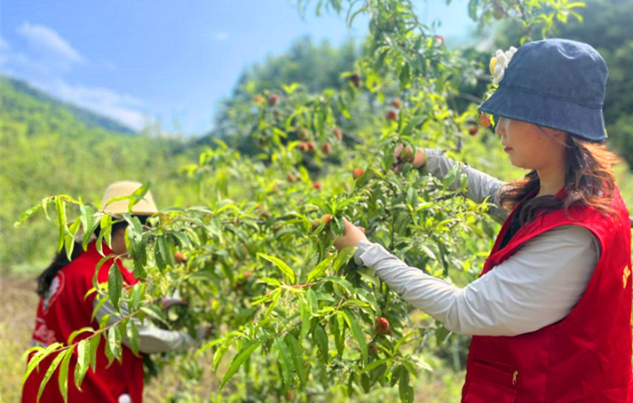 【港商觀察】「桃」熟之喜「禮」承之美  皖黟縣西遞靄峰力促「一桃多吃」的增值效應