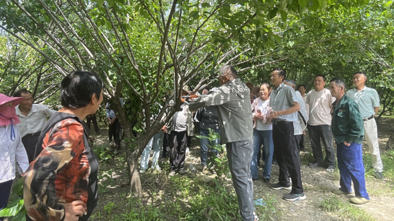 皖黟縣西遞鎮：科技賦能繪「梅」景  產業融合促振興
