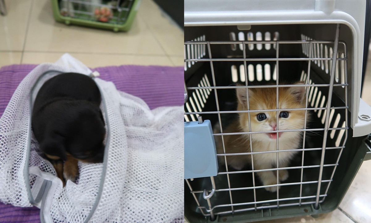 何俊賢回應港深海關檢獲貓狗經沙頭角走私個案