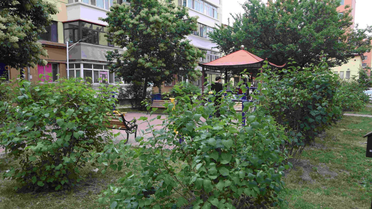 哈市香坊區綠化美化10個庭院  打造最美庭院香坊樣本