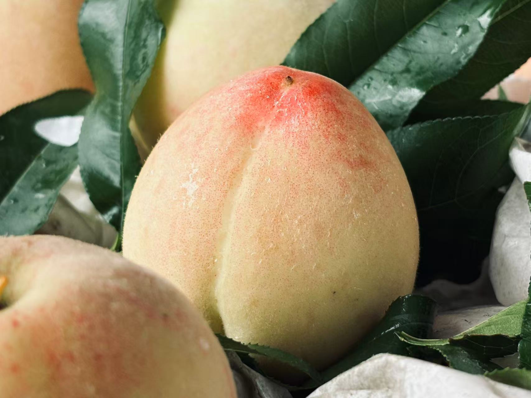 品種多回頭客更多  皖黟縣五裏村千畝桃園喜豐收