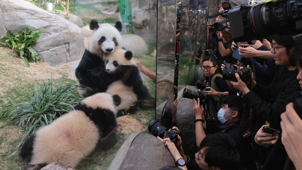 市民旅客對大熊貓反應熱烈 海洋公園入場人次按年增近兩成