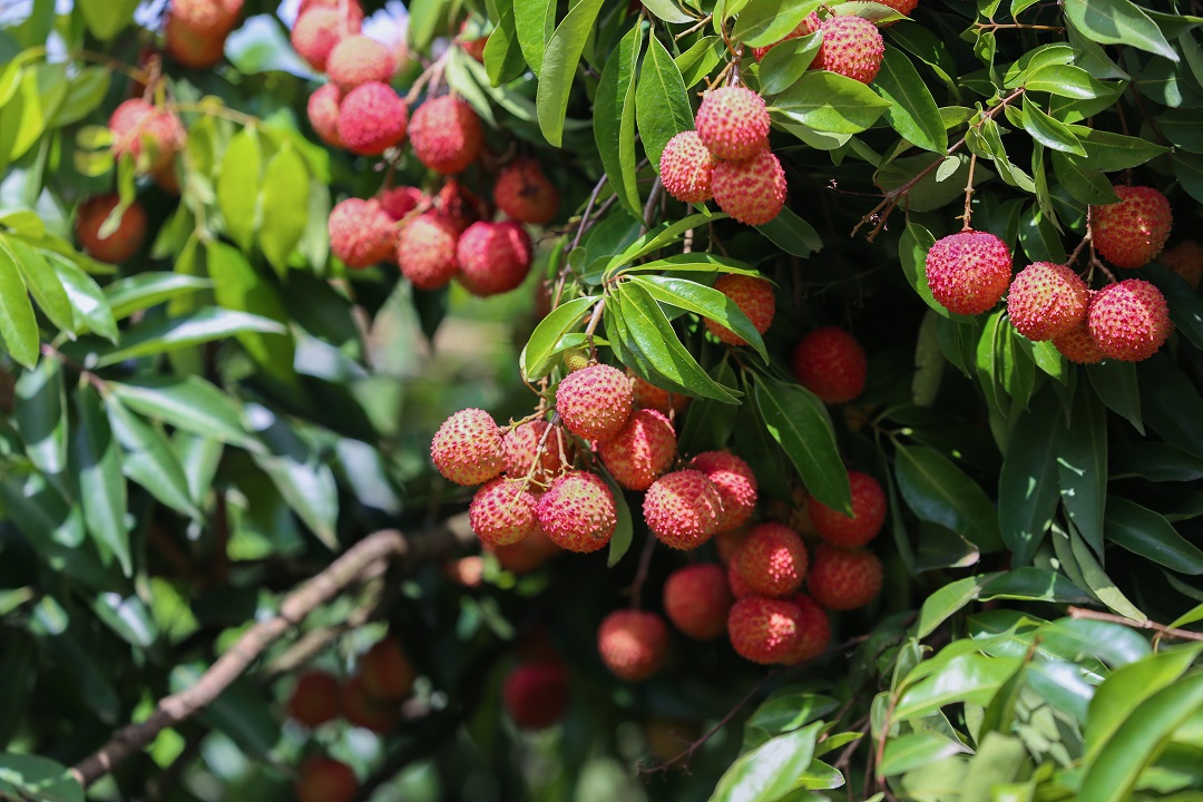 從枝頭到舌尖 東莞厚街搭建「48小時荔枝冷鏈達全國」