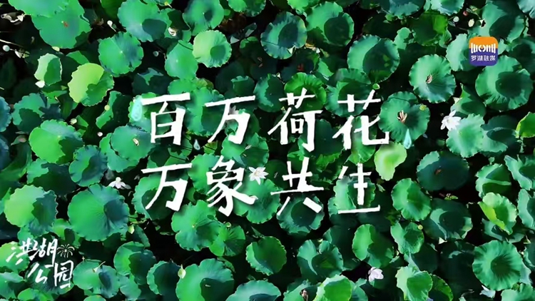 百萬荷花霸屏！2025深圳荷花賞暨第三屆荷美生活月盛大開啟