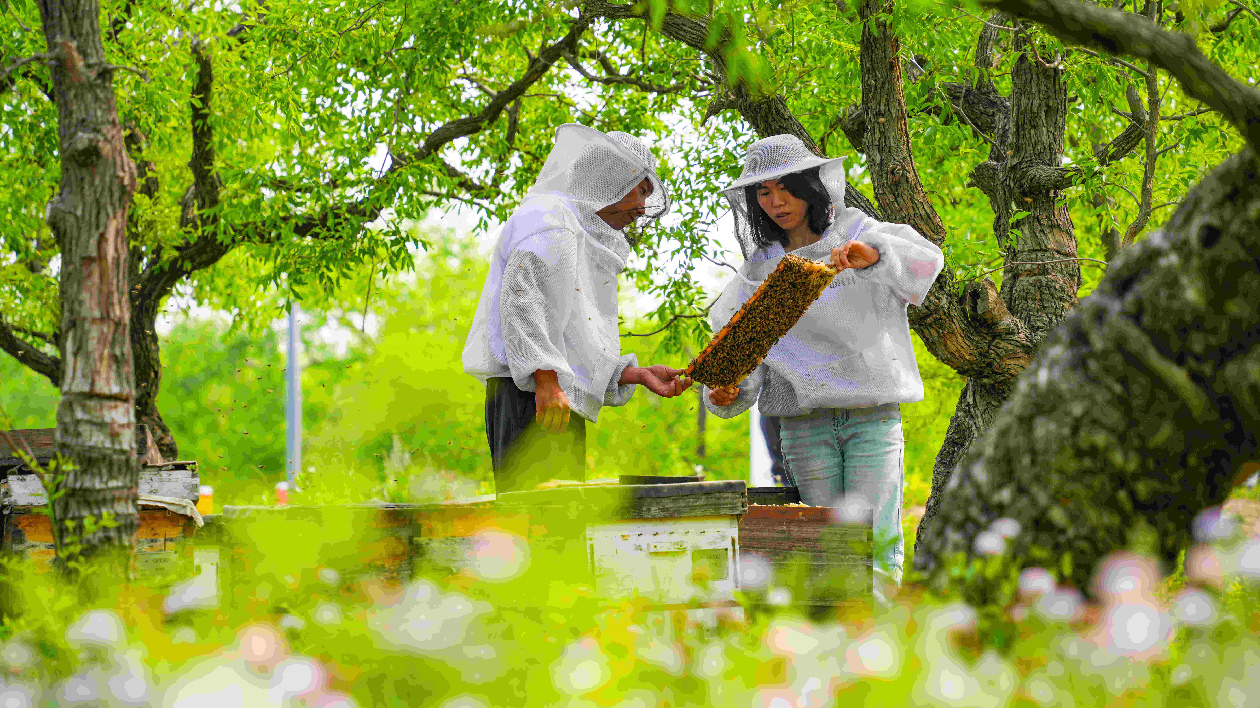 山東樂陵：80後「養蜂夫妻」追花十萬里最戀棗鄉甜