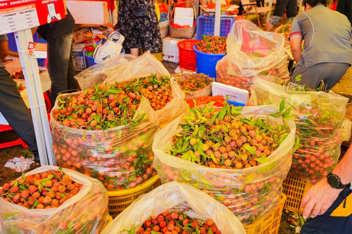 有片︱惠州惠陽鎮隆荔枝「鏈」全球 產銷對接預售超15000噸