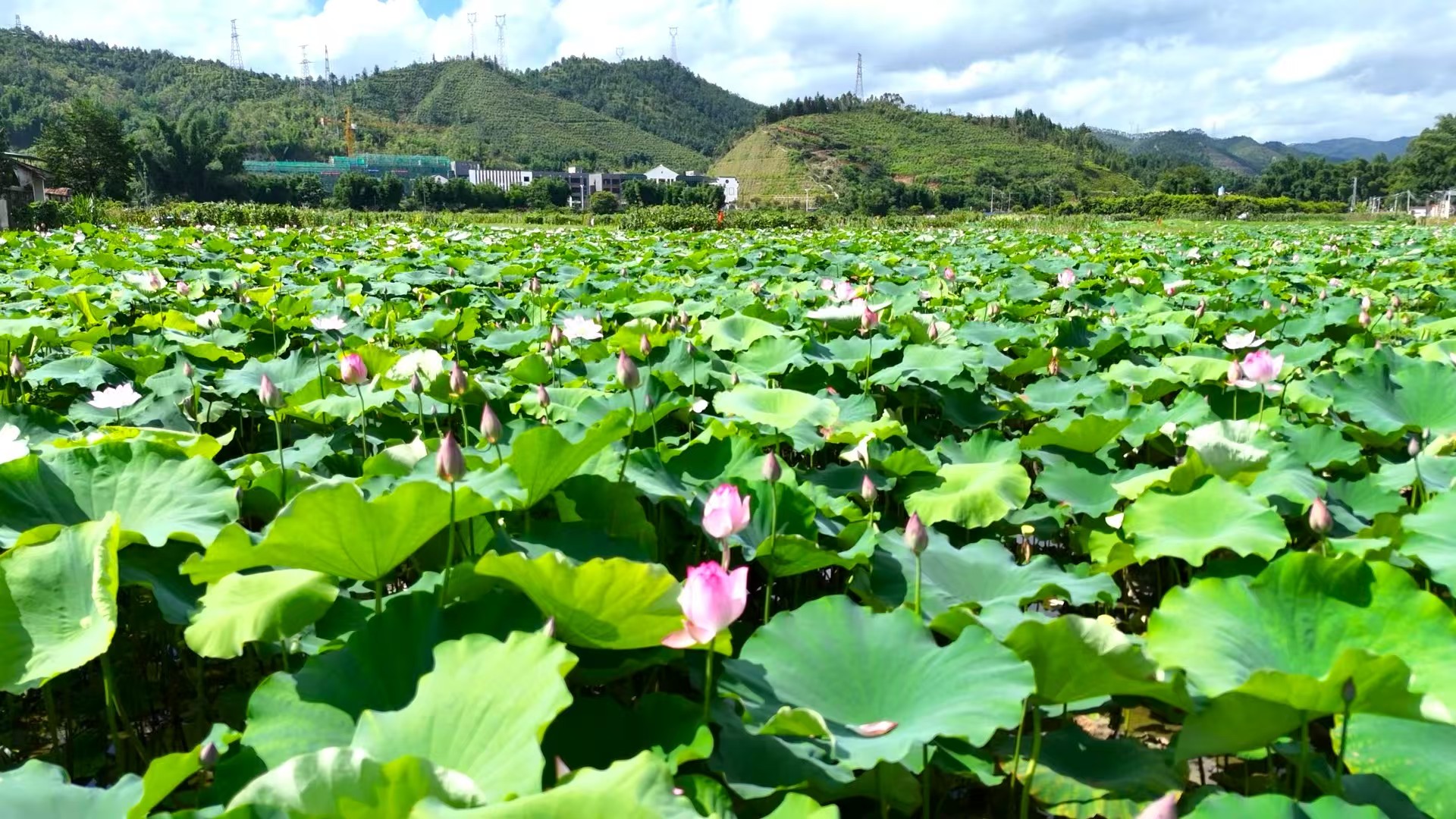 廣東新豐：夏日荷韻，520畝浪漫花海打造鄉村振興「甜蜜經濟」