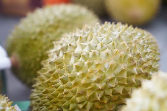 26小時鎖鮮！江夏智造破局東南亞榴槤「金貴」時代