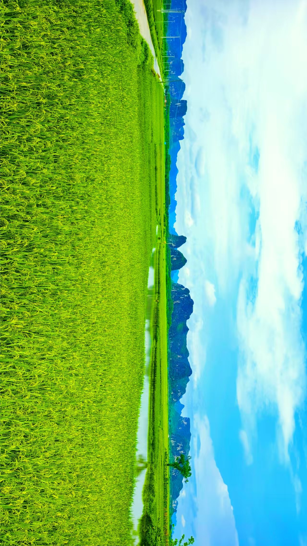 廣西「上林大米」品牌升級  年產能突破28萬噸