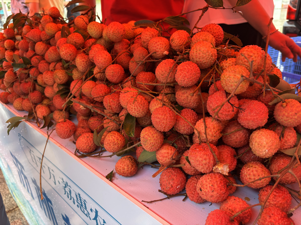 2025年惠州瀝林鎮荔枝交易市場開市