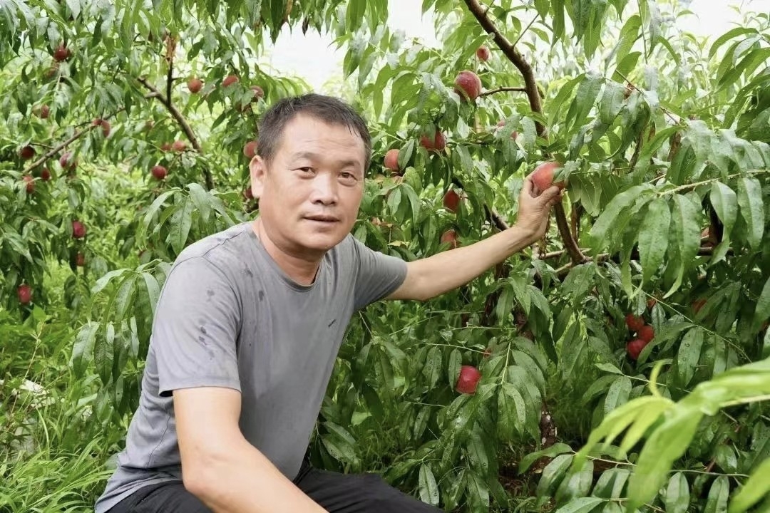 果業經濟：萬年縣綠色發展新未來