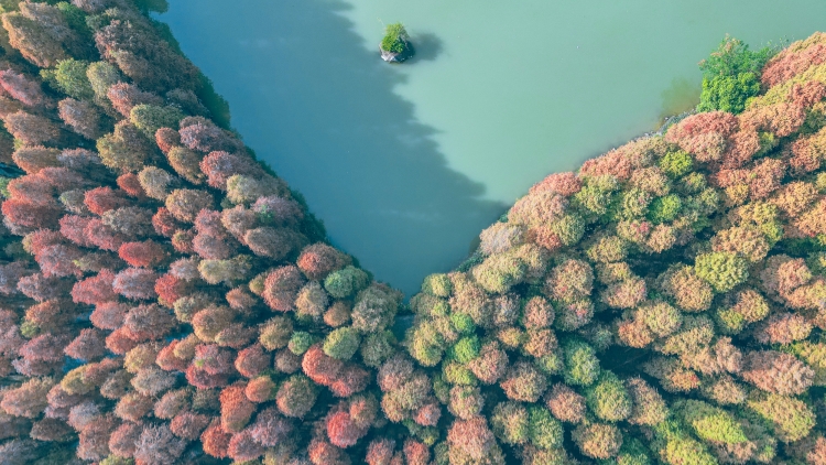 有片｜肇慶星湖四季謠：嶺南大地的美學詩箋