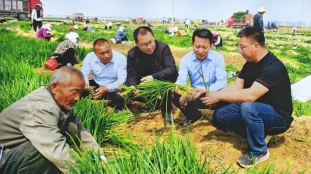 駐村書記張兵兵：傳好駐村「接力棒」「蒜」出鄉村致富路