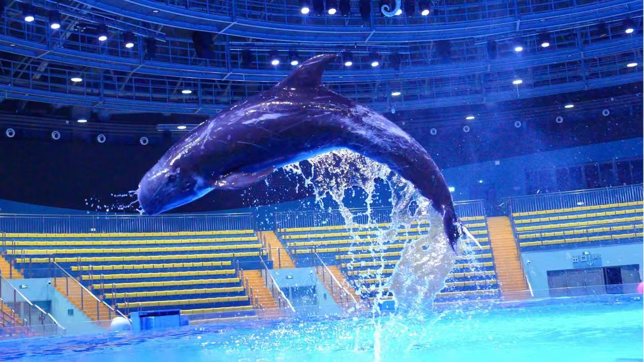 鄭州海昌海洋公園月薪三萬招募「首席摸魚官」 中原將迎來首個點斑原海豚天團