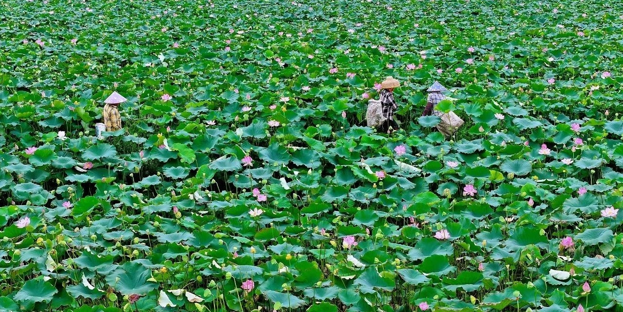 賞荷采蓮好時節！海南定安雷鳴鎮梅種200余畝試種水果蓮獲豐收