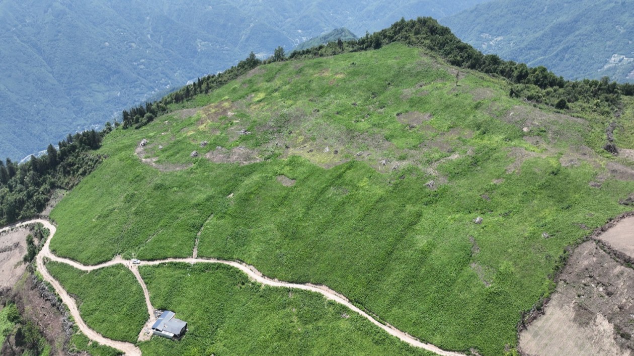 綠色資源到綠色銀行  解鎖北川中藥材產業生態富民密碼