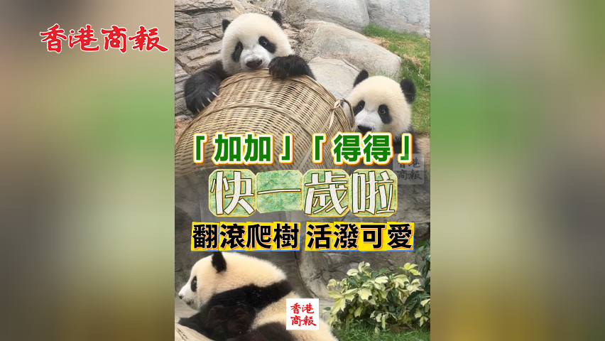 有片丨「加加」「得得」快一歲啦 翻滾爬樹活潑可愛