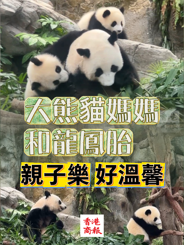 有片丨大熊貓媽媽和龍鳳胎 親子樂 好溫馨