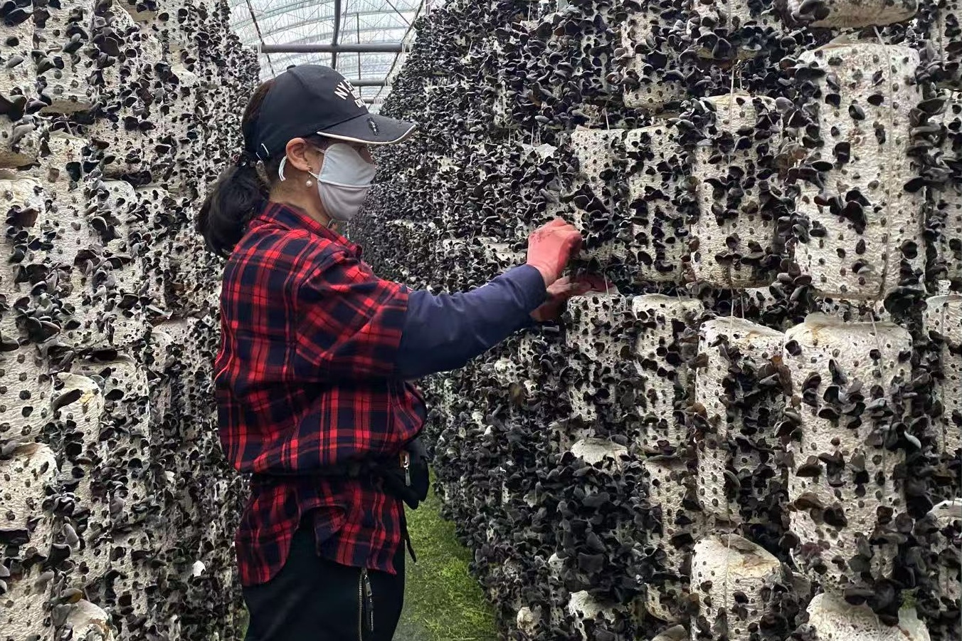 黑龍江寶清：木耳豐收季 綻放致富花