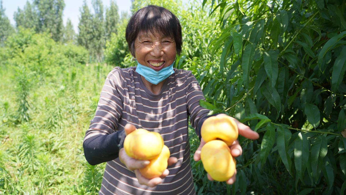 河南范縣：桃藥共生織錦繡 結出鄉村振興「甜蜜果」
