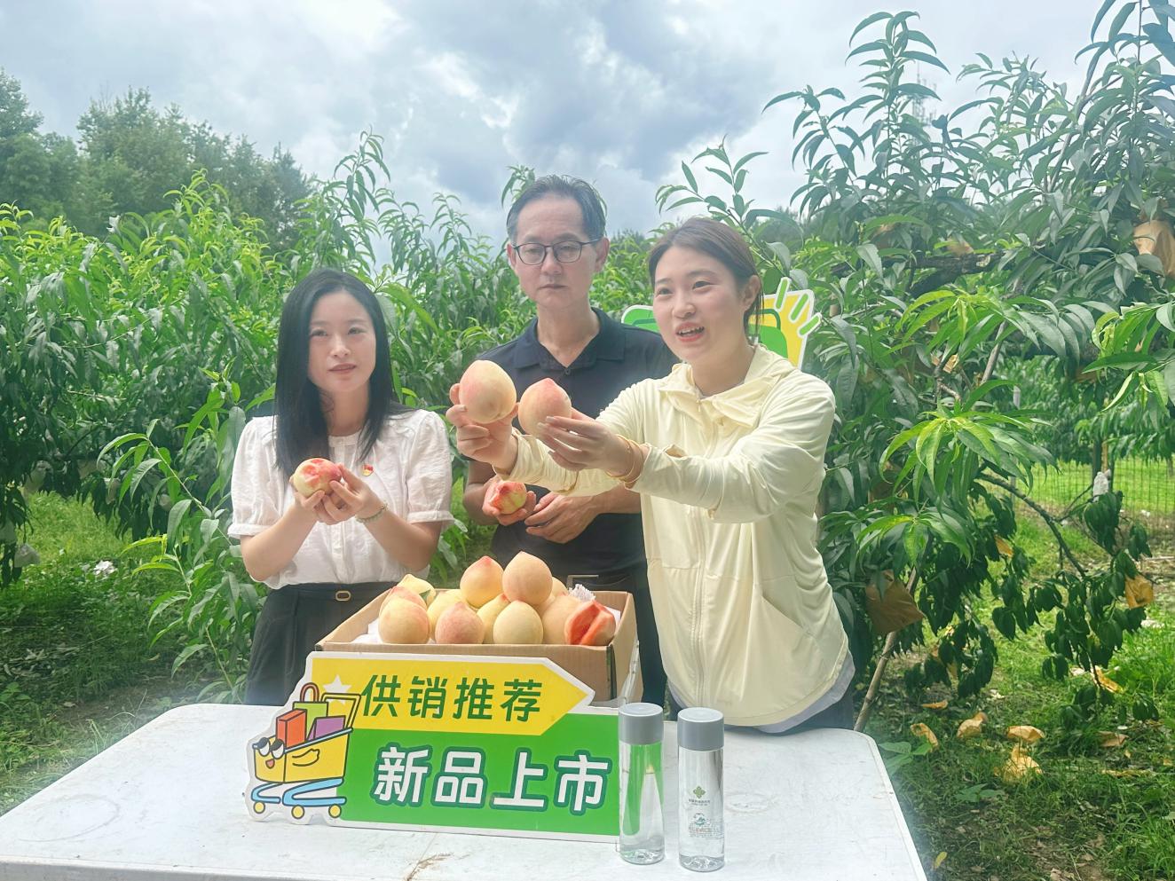 共赴夏日「甜蜜之約」  皖黟縣「五里桃」映現新「豐」景繪