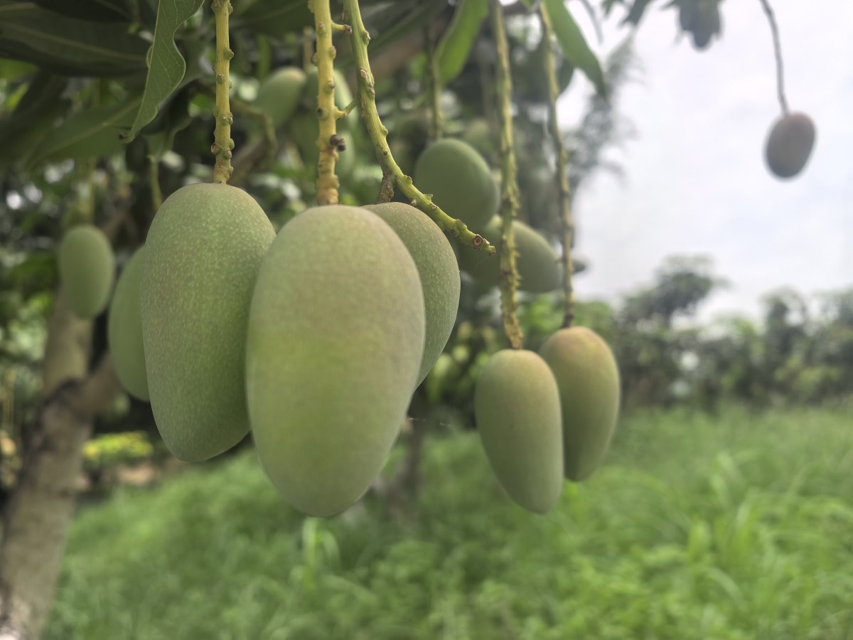 桂百色芒果開採上市 產銷對接簽約1.2億元