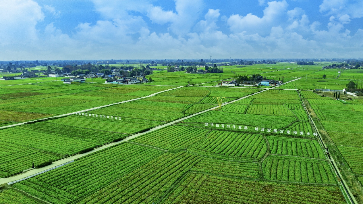 四川什邡：破解「川芎密碼」 擎畫鄉村振興新圖景
