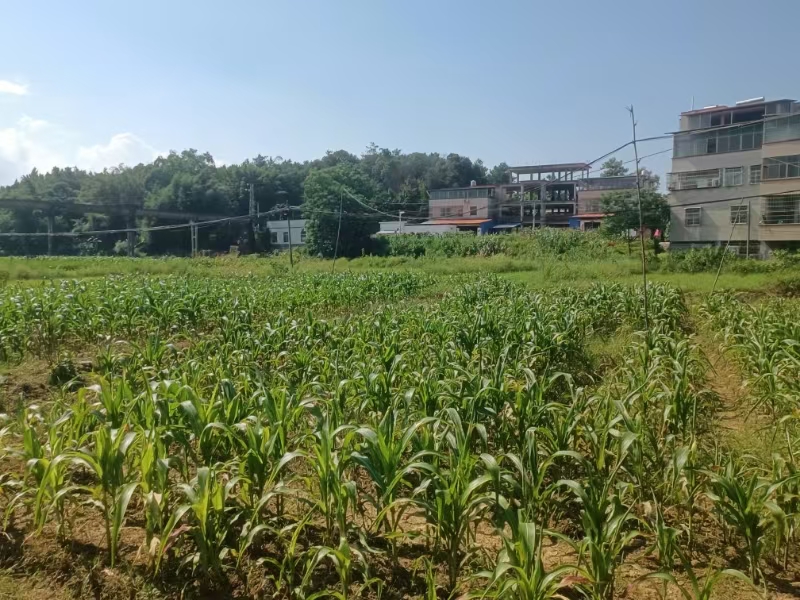 廣東韶關市西河鎮：撂荒地復耕複種，奏響鄉村振興「田園曲」