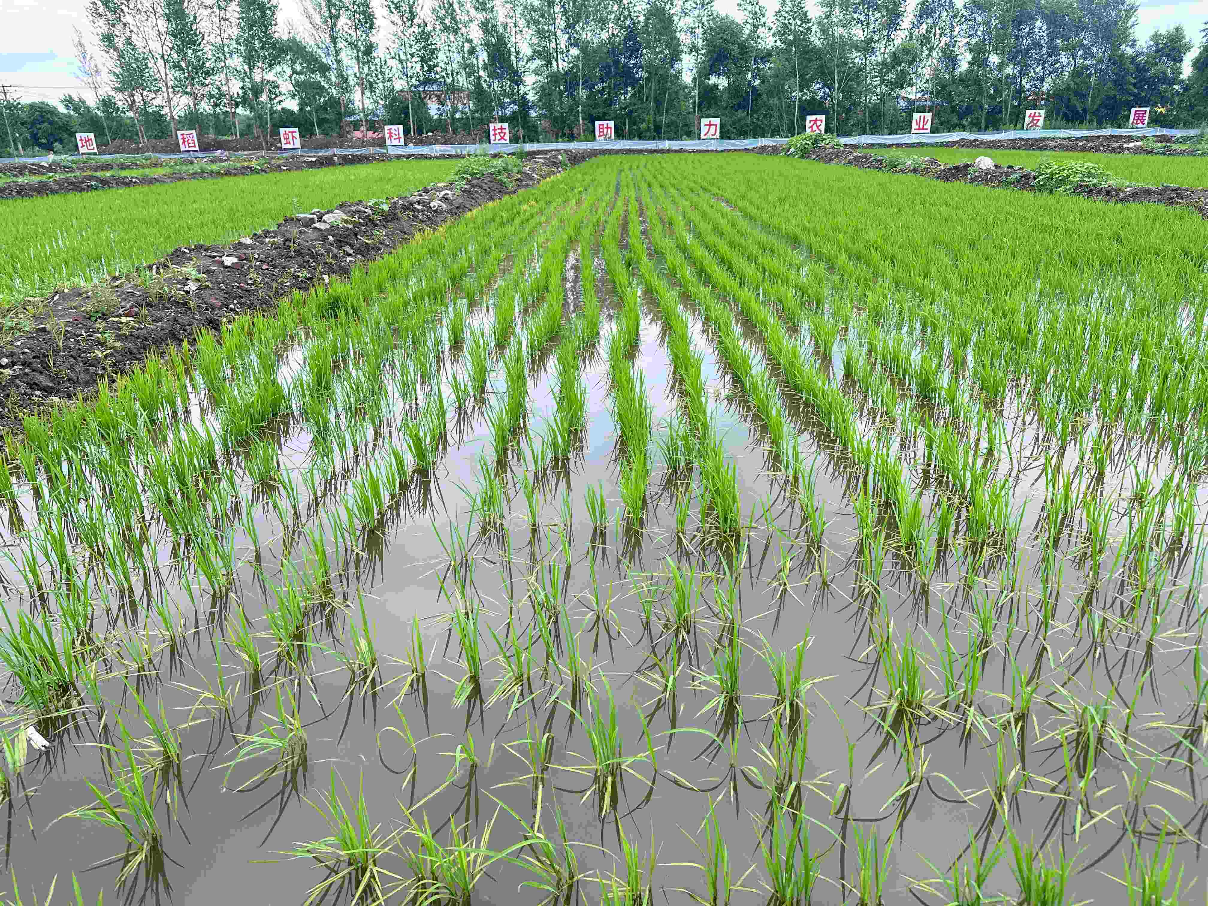 哈市香坊區幸福鎮小龍蝦「鉗」動鄉村振興