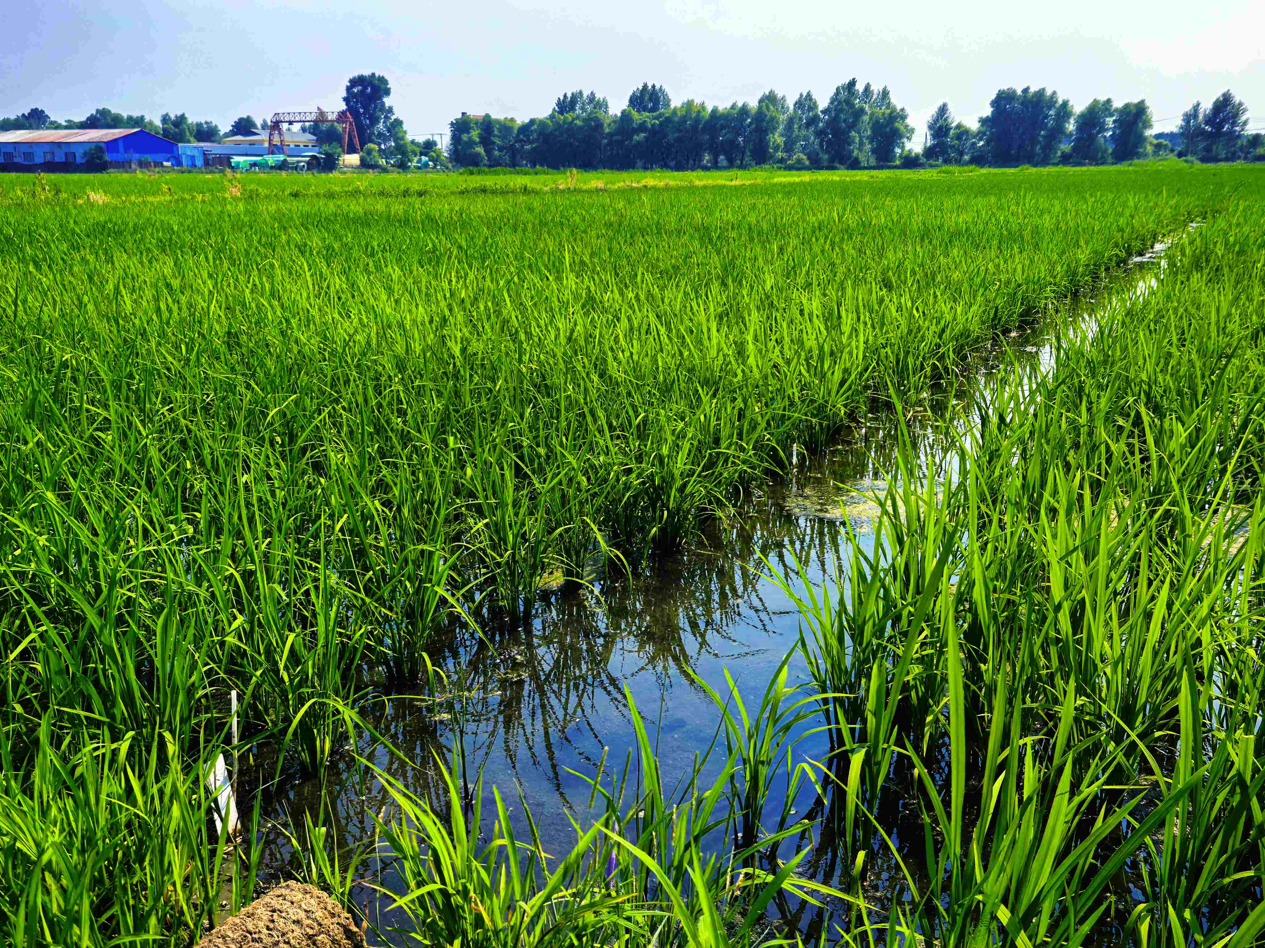 哈市香坊成高子鎮攜手崖州灣實驗室 科技賦能繪種業新篇