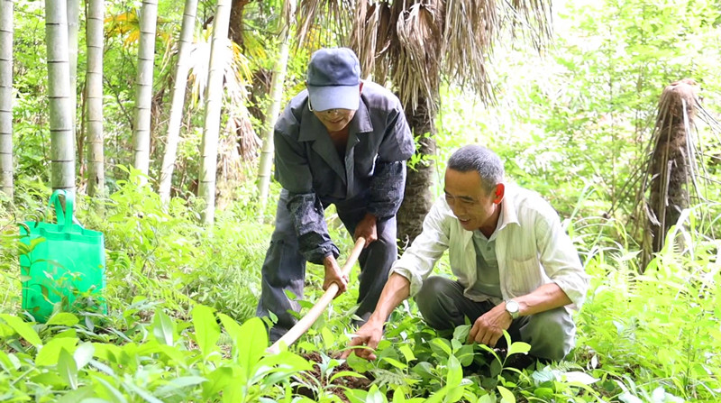 【港商觀察】皖歙縣：林下經濟借「綠」生「金」