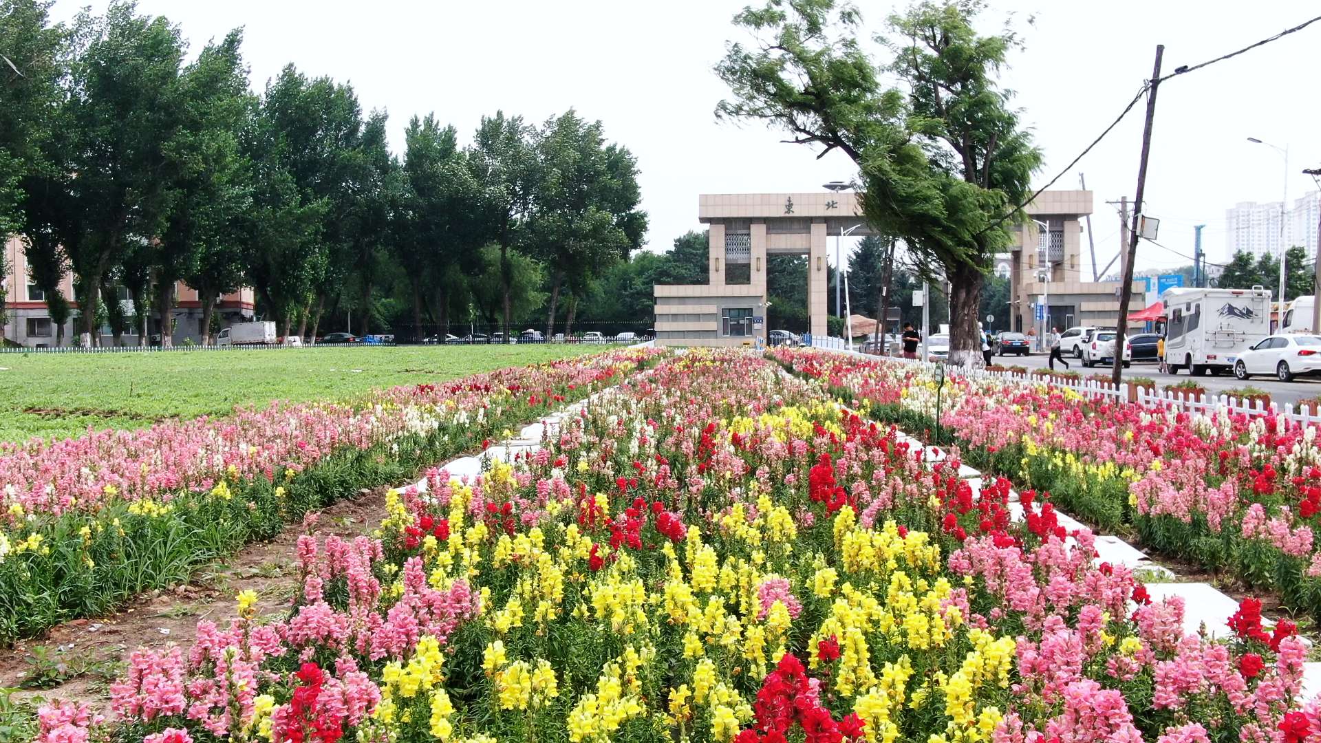 東北農大南門「花海」蝶變 哈市香坊區鐵東街道交出靚麗民生答卷