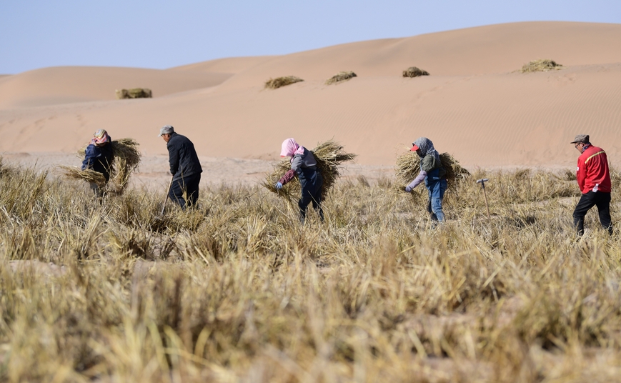 內蒙古完成三大沙漠林草鎖邊带合龍