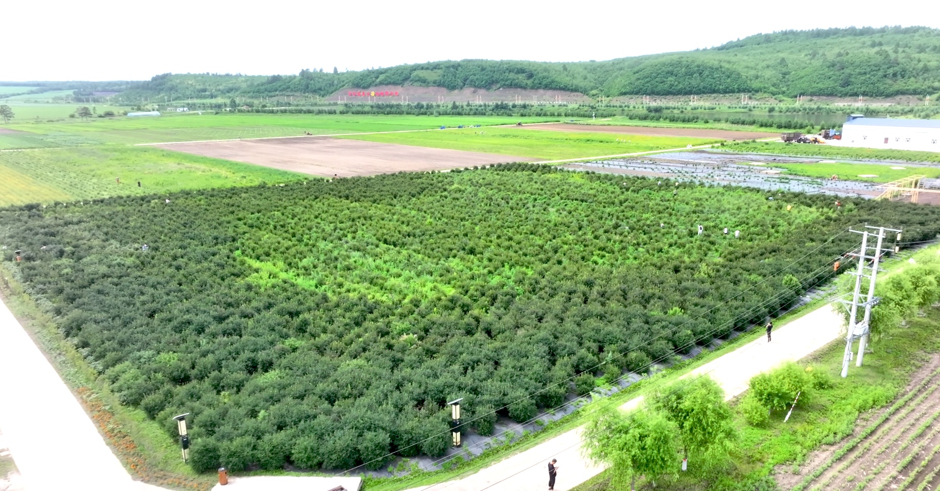 大興安嶺呼瑪：枝頭藍靛果飄香 採摘園裏迎客忙