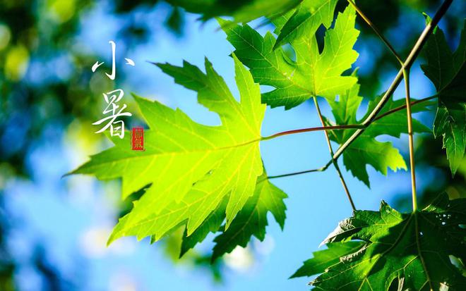 節氣專稿 | 陳耀輝：小暑