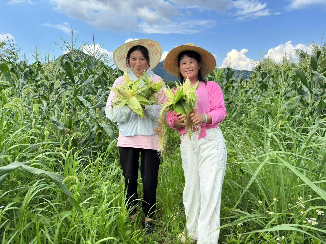 皖黟縣宏潭：打響「竹溪村玉米」品牌