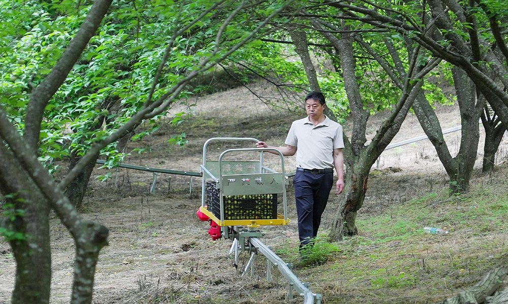 軌道運輸+智慧加工 四川平武科技賦能激活果梅產業新引擎