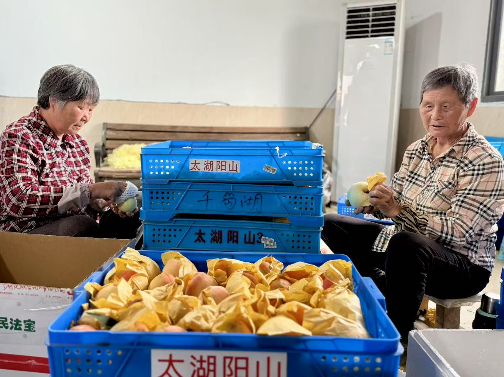 【灣區媒體無錫行】陽山科技+文旅書寫甜蜜「桃經濟」