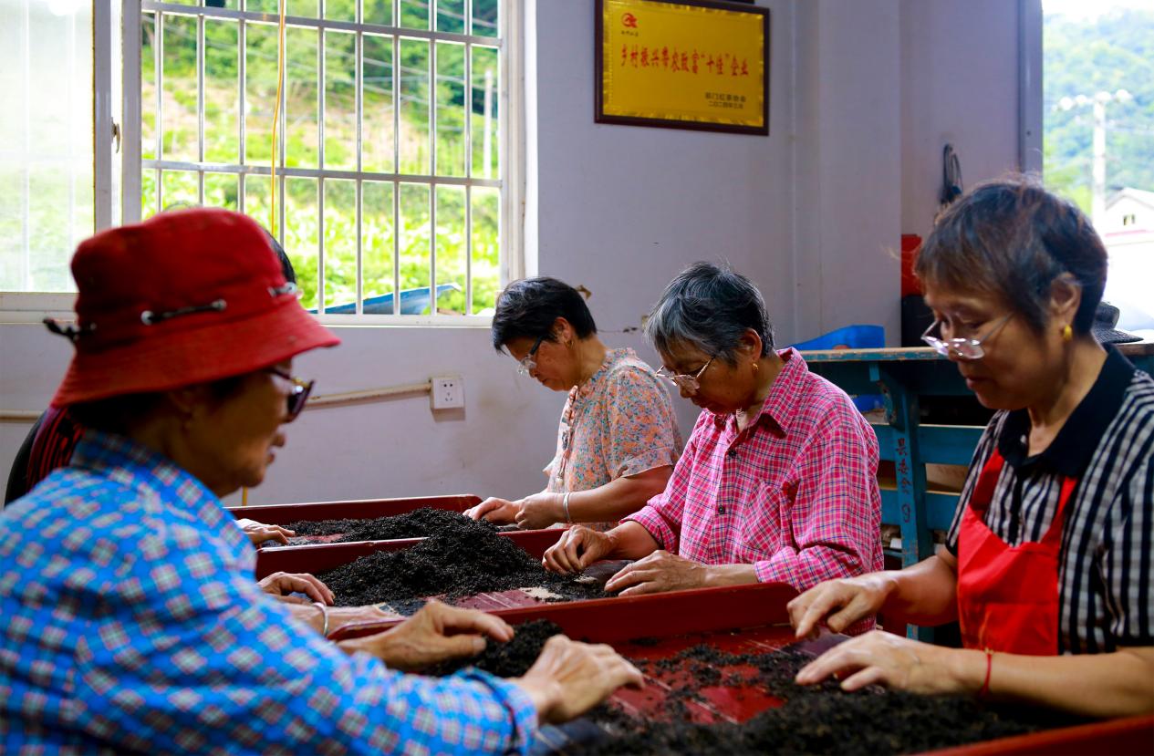 一片茶葉富了鄉鄰  皖南祁門石跡村之「共富密碼」