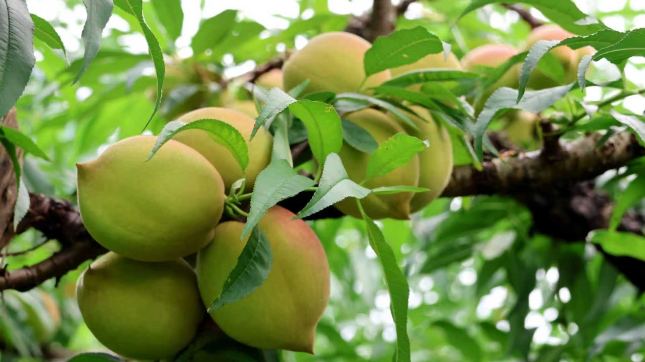 廣東楓灣高山蜜桃迎豐年 電商物流助鮮果直送全國