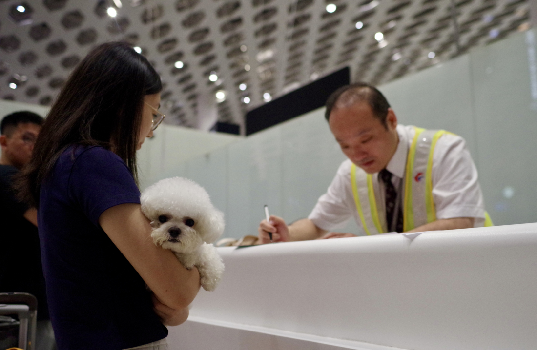 有片︱打「飛的」去北京！東航深圳迎首個「毛孩子」旅客