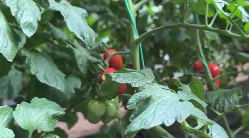 【視聽山東】紅果壓枝低 豐收正當時