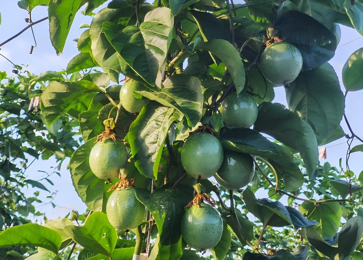 返鄉青年扎根鄉土種「黃金」 百香果飄香繪就鄉村振興新畫捲