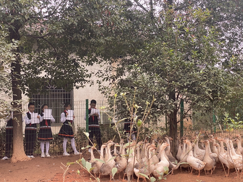 長沙市望城區「鵝」潮湧動背後的經濟邏輯  