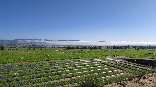 千年藥鄉隴西  中藥材成為富民興縣產業