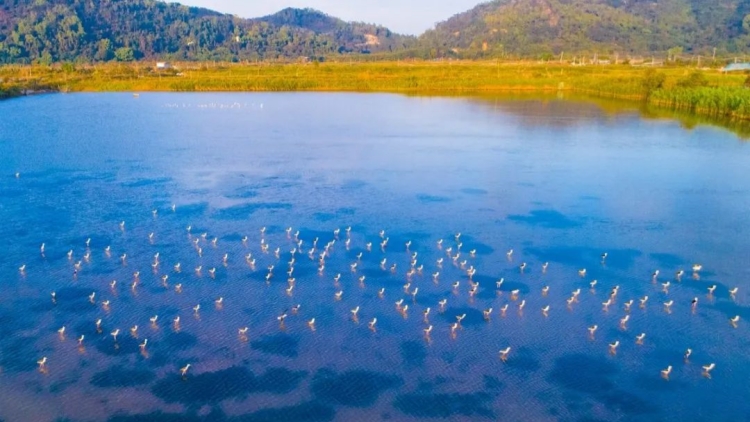 珠海紅樹林總面積翻一番 持續擦亮城市生態名片