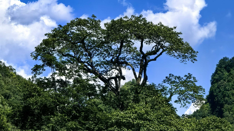 時隔70多年 廣西再次發現極度瀕危植物滇桐