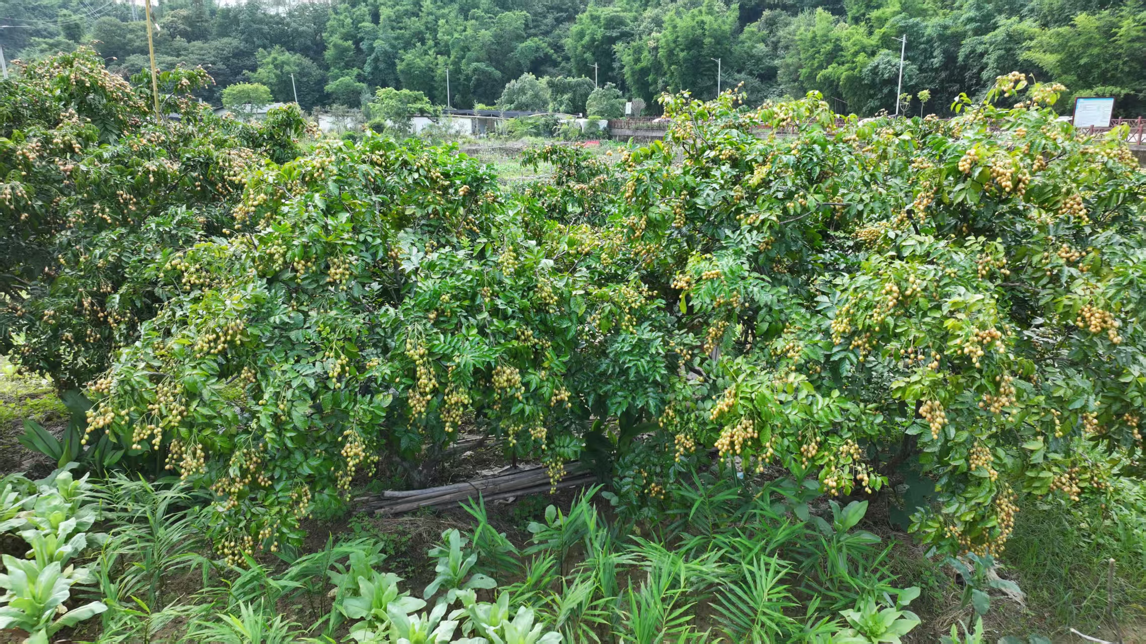 【嶺南佳果正當時】粵北韶關新豐黃皮豐收 農旅融合拓富路