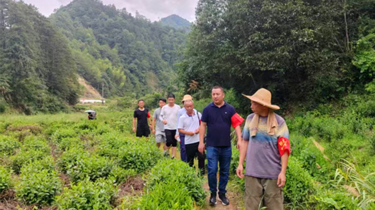 皖祁門縣：築牢生態屏障 守護茶園安全